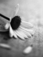 FlEuR Ki eXpRiMe l'AmOuR